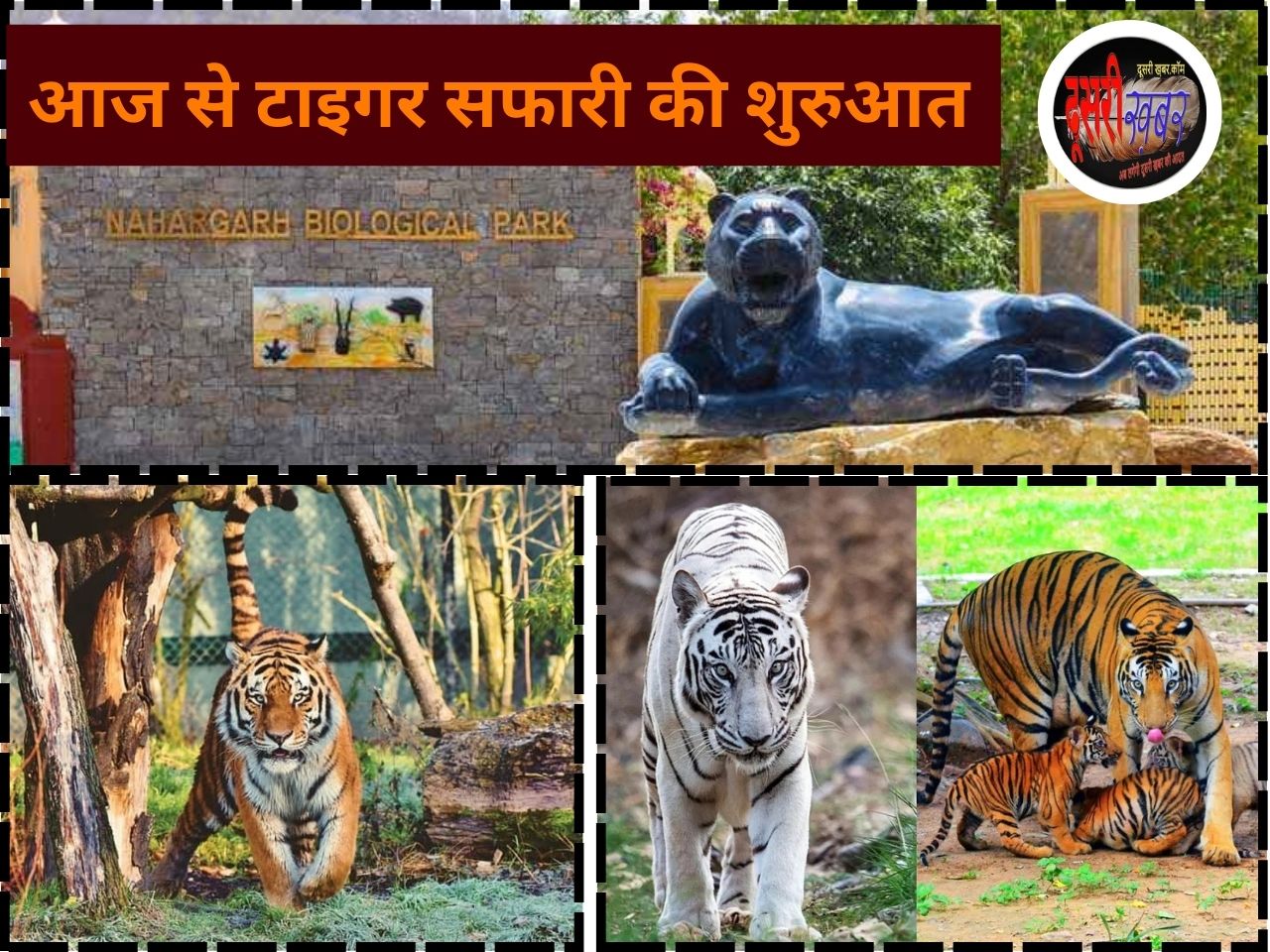 नाहरगढ़ बायोलॉजिकल पार्क में टाइगर सफारी आज से…