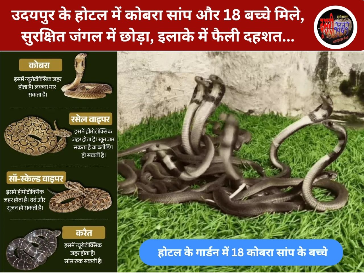 उदयपुर के होटल में कोबरा सांप और 18 बच्चे मिले, सुरक्षित जंगल में छोड़ा, इलाके में फैली दहशत…