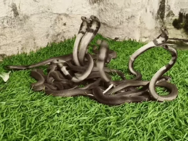 Cobra and its 18 babies in Udaipur hotel, 