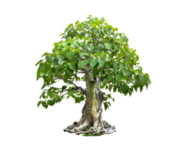peepal tree