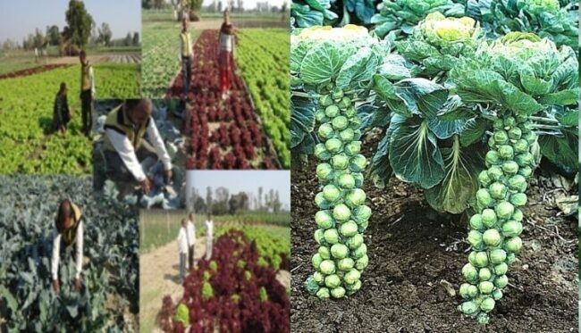 ऑर्गेनिंग फल एवं सब्जियां