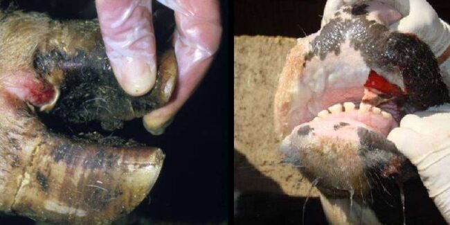 खुरपका-मुंहपका टीकाकरण अभियान का 7वां चरण 16मार्च से 15 मई तक...